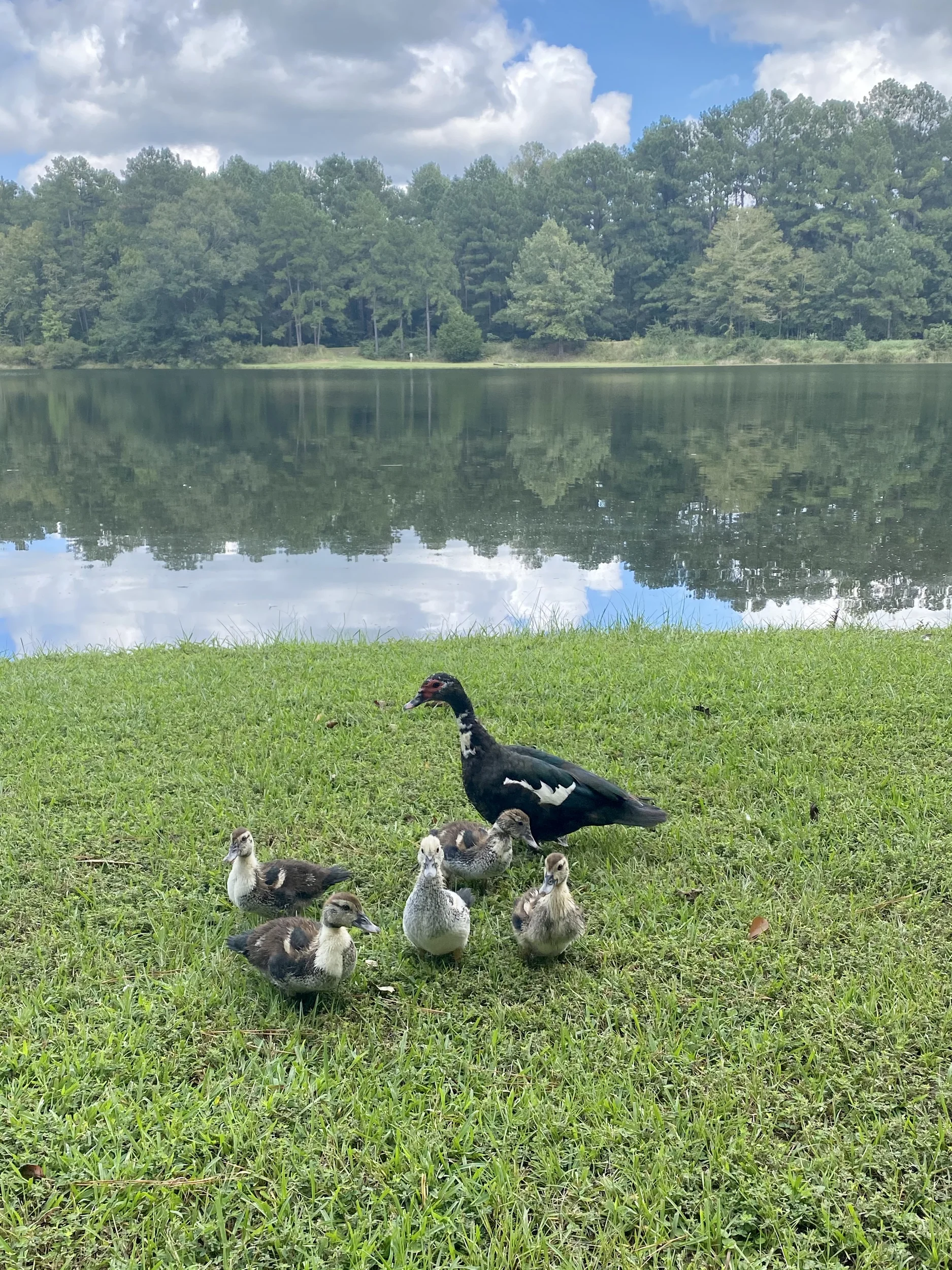 Mama duck with her ducklings